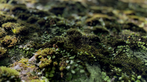 a close up photo of moss and lichen with blurred background