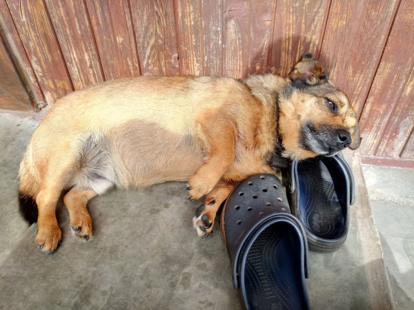 Small brown mutt snoozing by the door, using some garden shoes for a pillow. His eyes are half closed and he looks sleepy and relaxed.
