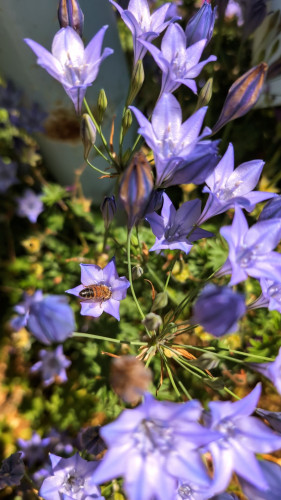 Purple flowers with bee.