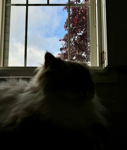 A fluffy white cat sits in shadow below a bright window full of cloudy blue sky and plum tree branches. 