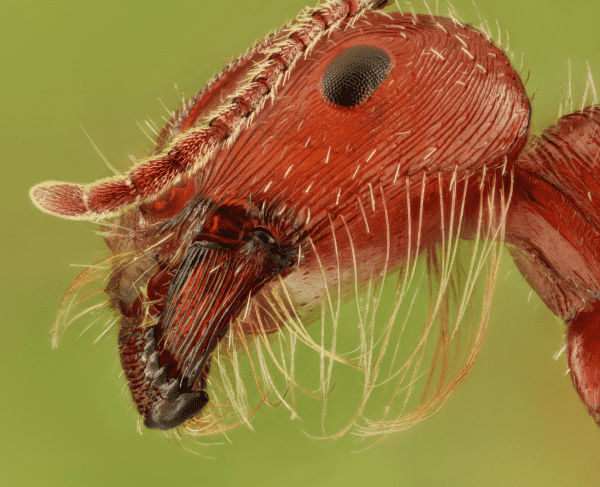 macro photo from reddit showing the psammophore of a harvester ant. A set of coarse, curved hairs under her head that she uses like a basket to move sand. 

