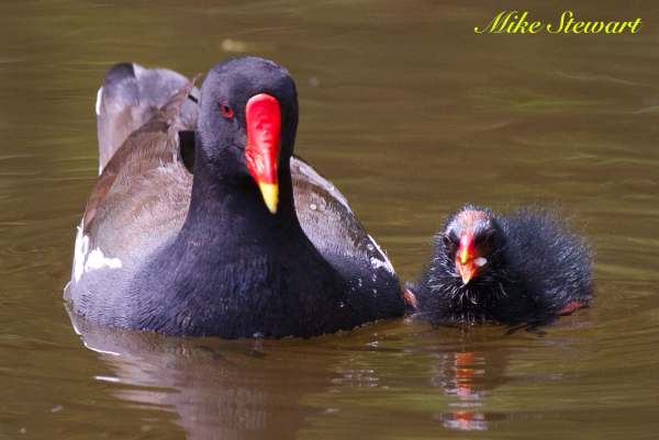 A mother Moorhen with one of its fledglings, side by side, looking directly at the camera