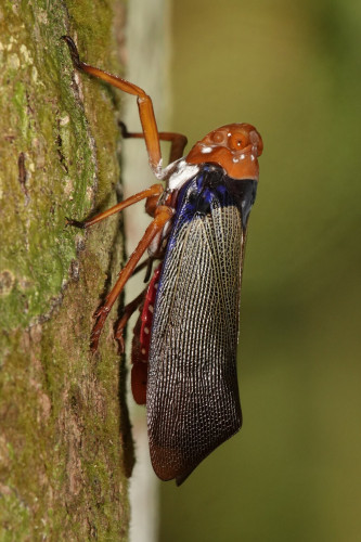A true bug with a red head, body and legs. Black wings cover the back of the body, becoming dark blue as the wings approach the head.