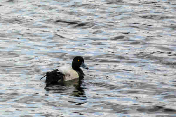 Un fuligule morillon (sorte de canard noir et blanc) en train de nager sur l'eau d'un étang.