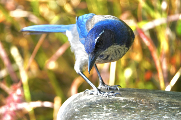 Close-up of a California Scrub Jay bird perched on a wood bench with a background of foliage