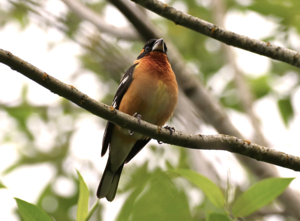 A blackheaded grosbeak perched on a limb among green leaves. Its shiny dark namesake beak is big and thick, it's breast a rusty yellow, its head black and wings white and black. A handsome bird I'd say.