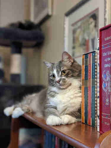 Vertical photo of a floofy grey and white cat lying atop a bookshelf beside some Tolkien in a classically "library lion" pose: Her white paws are poised nearly side by side under her white ruff, her intelligent grey face is inclined thoughtfully to the side as she looks out through a pair of golden eyes on either side of her white blaze, and her the grey elegance of her back legs stretched out, white paws extended just beyond the edge of the shelf. In the background is a blur of the blue upholstery and cream sisal of a tall cat tree and a silver-framed watercolor interpretation of Eowyn and Faramir. 