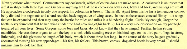 an excerpt from the linked-to article: "Next question: what insect? Commentators say cockroach, which of course does not make sense. A cockroach is an insect that
is flat in shape with large legs, and Gregor is anything but flat: he is convex on both sides, belly and back, and his legs are small.
He approaches a cockroach in only one respect: his coloration is brown. That is all. Apart from this he has a tremendous convex
belly divided into segments and a hard rounded back suggestive of wing cases. In beetles these cases conceal flimsy little wings
that can be expanded and then may carry the beetle for miles and miles in a blundering flight. Curiously enough, Gregor the
beetle never found out that he had wings under the hard covering of his back. (This is a very nice observation on my part to be
treasured all your lives. Some Gregors, some Joes and Janes, do not know that they have wings.) Further, he has strong
mandibles. He uses these organs to turn the key in a lock while standing erect on his hind legs, on his third pair of legs (a strong
little pair), and this gives us the length of his body, which is about three feet long. In the course of the story he gets gradually
accustomed to using his new appendages—his feet, his feelers. This brown, convex, dog-sized beetle is very broad. I should
imagine him to look like this"