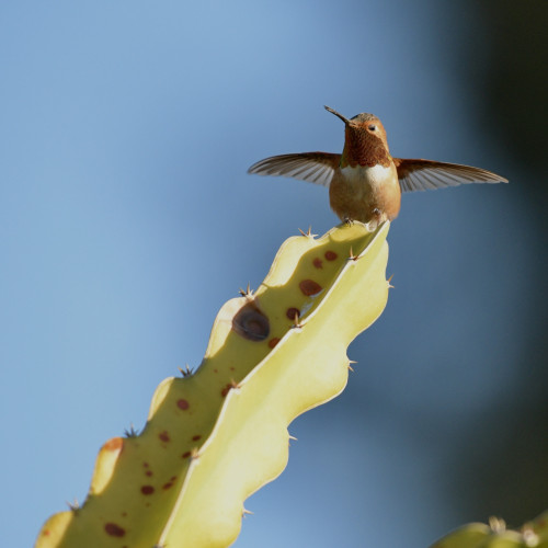 An Allen’s hummingbird perched on the tip of a cactus leaf against a blue sky.