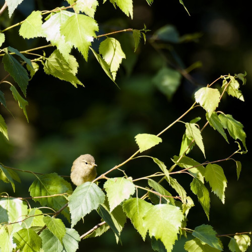 Tiny chiffchaff sitting in a birch.