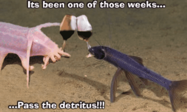 a tripod fish and a big pink weird looking deep sea fish clinking wine glasses together on the sea floor. The caption reads "It's been one of those weeks... ...Pass the detritus!" 
