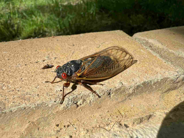 On our porch of all places this morning, a brood XIX cicada with bright red eyes and pretty translucent wings sits on brown stone. Green grass in far background