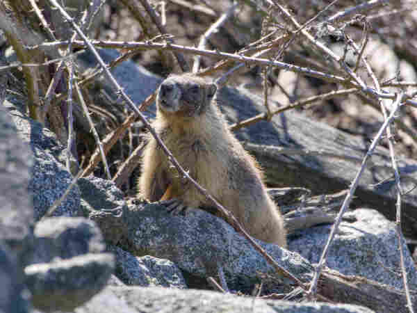 A marmot sitting alert among some rocks and branches