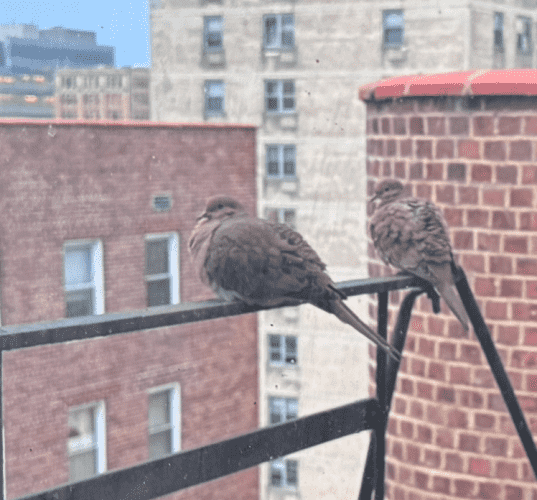 The fearsome mourning doves on the fire escape doing a max feather puff as it is very cold. 

