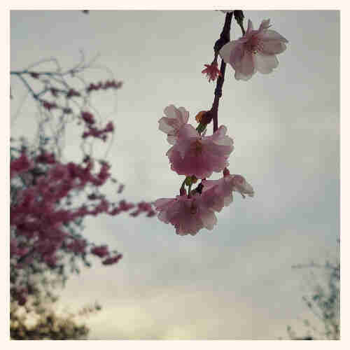 Grey sky and sunrise. A branch of cherry tree, blossoms in closeup.
