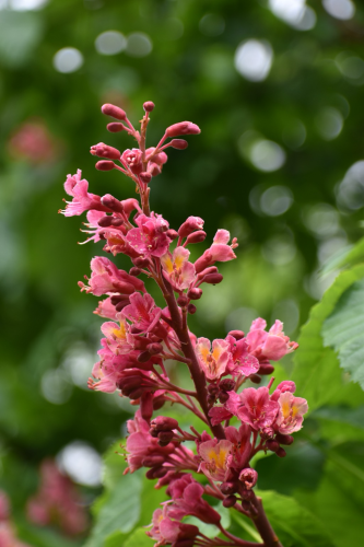 Closeup of a Red Buckeye tree bloom - reddish pink tubular flowers and buds on an upright cluster - against an intentionally blurred background of spring green leaves and tree 