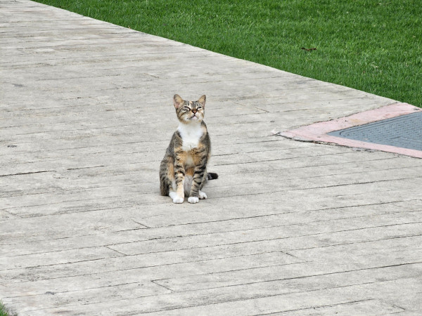 Cat on a sidewalk