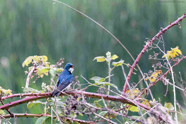 A blue and white colored swallow sits on a blackberry branch and calls out at a passing swallow