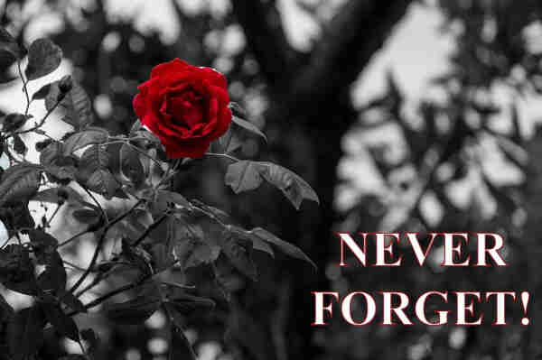 NEVER FORGET!
Rote Rosenblüte vor schwarzem Laub.