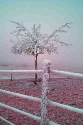 Fluffy white frost on a tree raised from pink grass