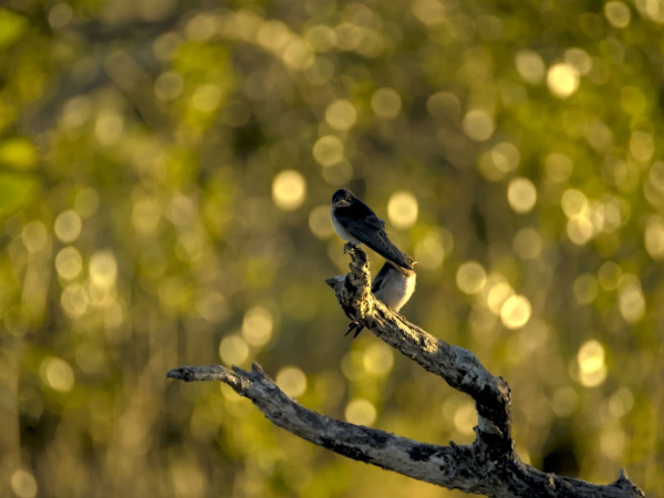 Two welcome swallows sitting on a dead branch, lit by golden sunlight as the sun sets. One of the swallows is looking directly towards the photographer with what appears to be an angry expression.