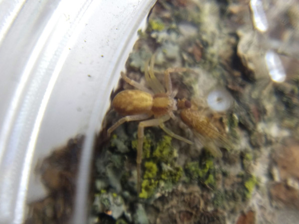 A small brown running crab spider eating a fruit fly almost as big as itself. It's on a fragment of lichen-covered bark inside a small clear plastic cup.