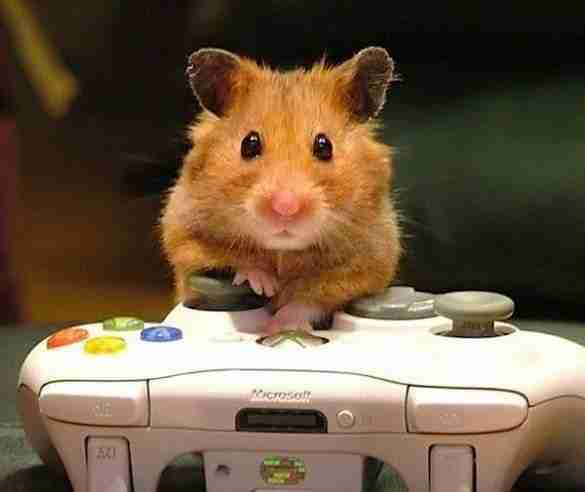 photo of a hamster staring at the camera over a microsoft xbox controller