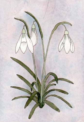 An ink and watercolour illustration of three snowdrops on a misty looking soft blue, pink, and mauve background.