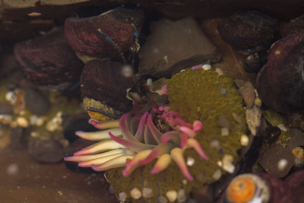 A blueband hermit crab in a snail shell reaches into a partially closed starburst anemone with their tiny claw. The anemone may be eating a snail or another crab. Snails, shells, and rocks fill the background.