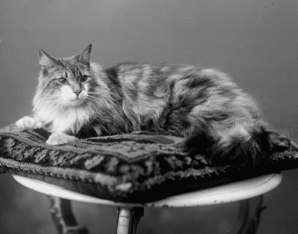 Black and white studio portrait photo of a very soft looking longhaired tuxedo tabby cat lying placidly on a pillow that looks like Persian carpet.