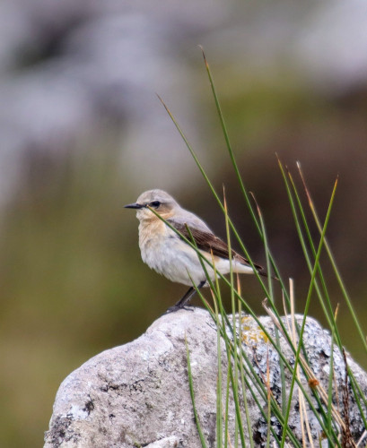 Wheatear standing sideways on a rock behind some reeds. A small bird, with a sharp beak, it has a grey/brown head and back, a pale yellow throat, a creamy grey chest and dark brown wing.