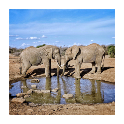 This is a photo of two beautiful elephants standing very close face to face drinking water from a small waterhole in Amboseli, Kenya. The photo teaches us that nature is our greatest spiritual teacher. 