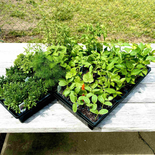 Two flats of plants sitting on a weathered wooden picnic table. Included are Roma tomatoes, yellow and orange sweet peppers, cayenne, Cajun and Hungarian wax hot peppers, cantaloupe, watermelon, pickling cucumbers, dasher cucumbers, English lavender, dill, sweet basil, Aristotle basil, summer savory and catnip.