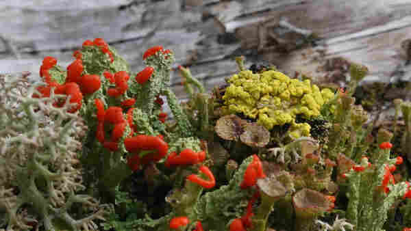Various Cladonia lichens with red apothecia or cups at the base of a birch.
On the left a white Reindeer lichen (Cladonia sp.) and on the right a yellow Powdered Sunshine Lichen (Vulpicida pinastri).