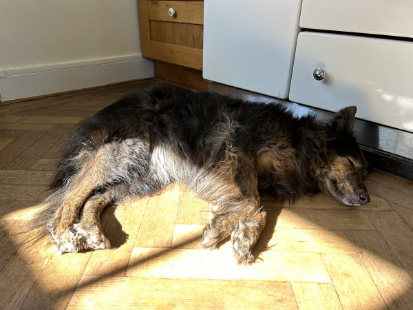 Noema the dog snoozes in the sun on the kitchen floor