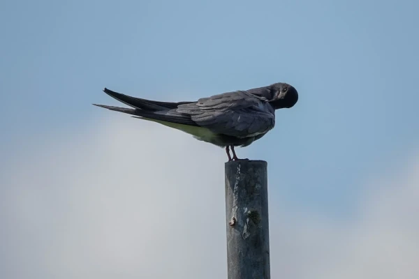  Lack term on a pole, taking care of its feathers 