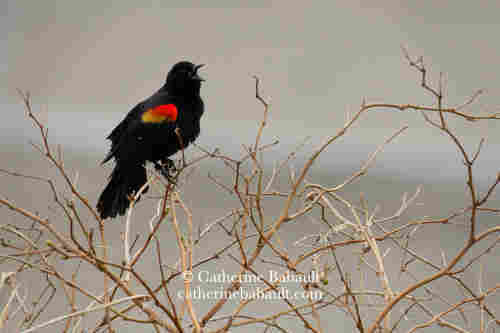 Black bird with red and yellow feathers on its shoulders. It's singing!