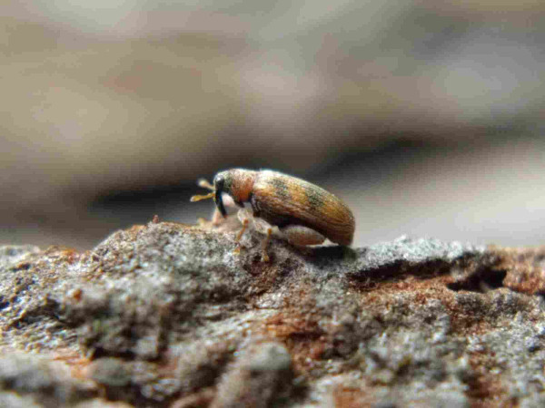 A tiny weevil in profile on a tree trunk. It is golden-brown with diagonal dark markings on its elytra,  a long, drooping dark snout with elbowed antennae on it, and big round eyes with exactly 0 thoughts in them. 