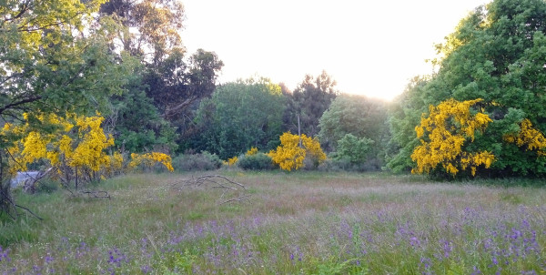 Meadow with high grass and blue flowers, framed with bushes of yellow gore and green trees, the sky is bright yellow