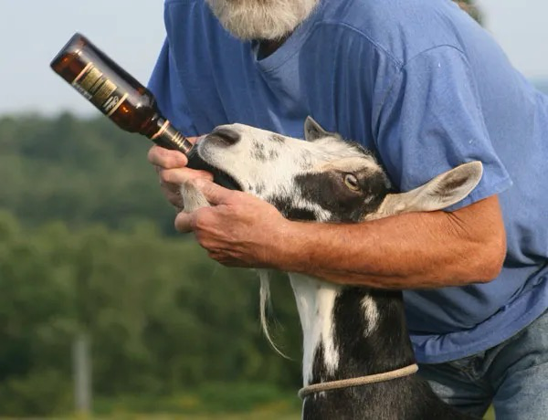 Pic of a man holding a Guinness bottle of beer up for a goat drinking it like a baby bottle. 
