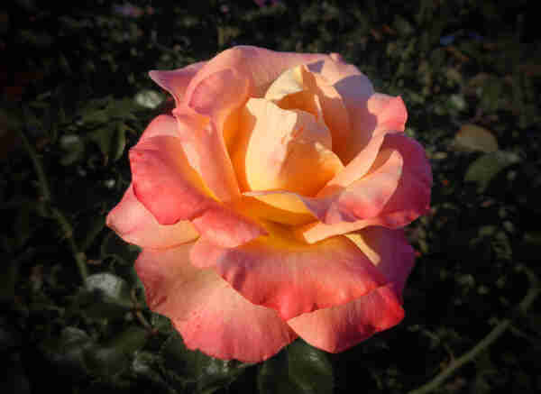 A vibrant pink and cream colored rose at sunset (C)P.Gamble Photography