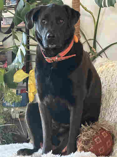 Large black dog wearing orange collar on an occasional chair sitting up like a human