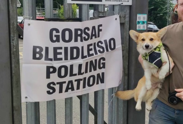 A polling station sign on a gate. Someone is holding a corgi on the right side of the frame.