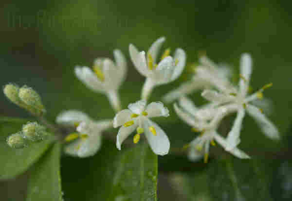 White Honeysuckle with Raindrops - a cluster of rows of young fresh honey suckle flowers and buds at various stages. The flowers and foliage are covered in large raindrops. It is an early Spring morning the sky is gray and the lighting is soft and somber. Artist Iris Richardson, Gallery Pictorem and ArtHero