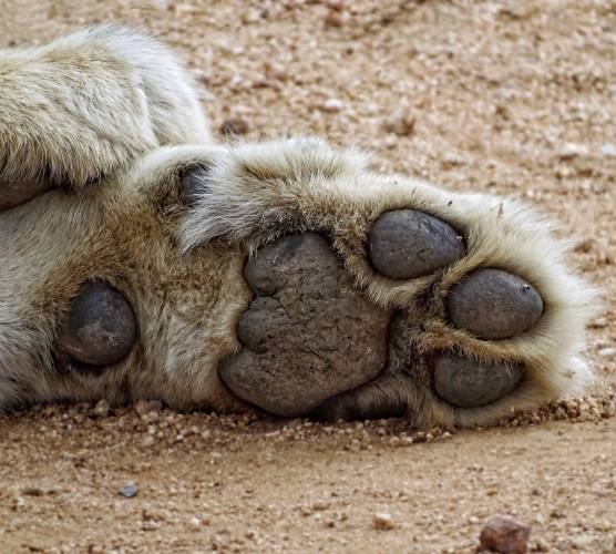 The giant toe beans of a lioness in Kruger National Park, South Africa 
