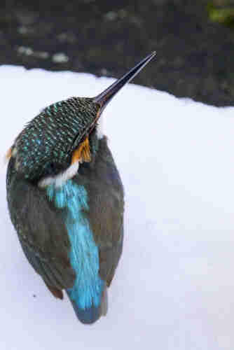 a common kingfisher standing on snow over a creek