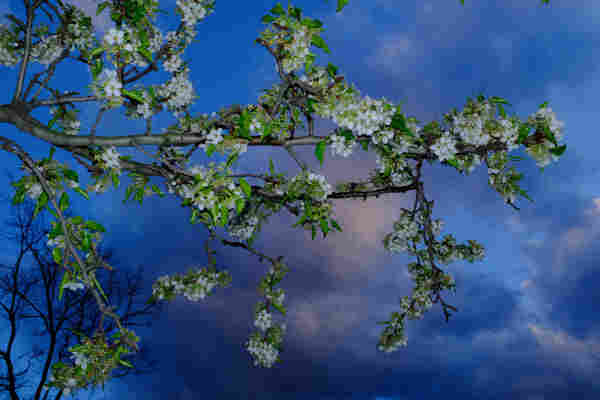 A cherry tree branch with white flowers against a dark blue and purple sky. The picture was taking with flash which gives it an eerie unnatural look.