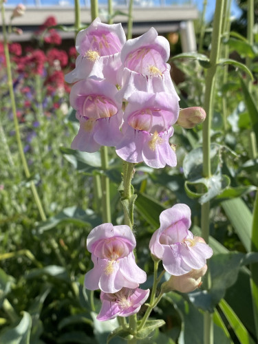 Several stalks of light pink Palmer's Penstemon. They look like little pouches with their mouths open. 