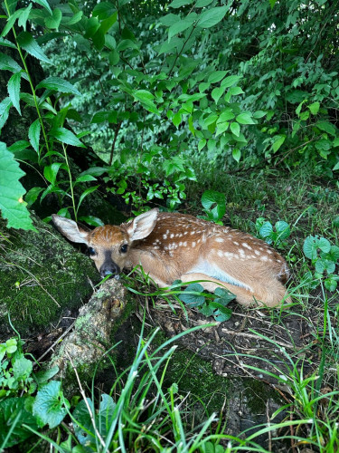 A baby deer laying in the grass by a tree
