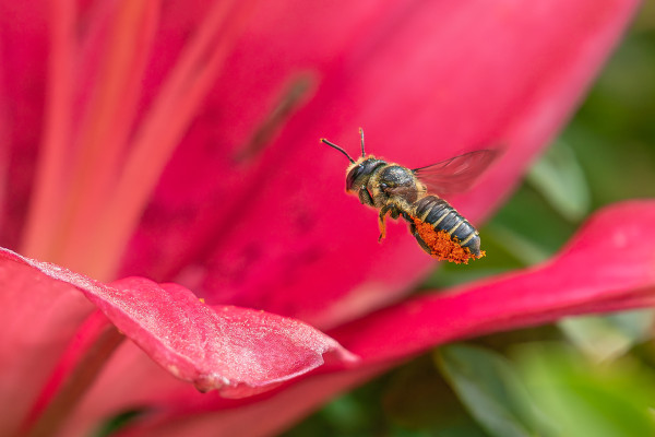 Extreme closeup of a leafcutter bee flying in between the pink petals of an Asiatic lily with out of focus petals in the background. The bee's back legs and abdomen are covered in a large amount of orange pollen that it has just collected from the lily. This leafcutter species has similar features to honeybees with a yellow and black striped abdomen, a dark thorax and head covered in fine hairs, two antennae, three simple eyes on the forehead, and two compound eyes facing forward, six legs, and transparent wings with dark veining.  